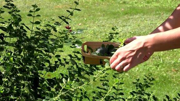 草药师在花园里的柳条盘上用手采摘薄荷草的叶子FullHD