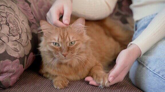 女孩抚摸抚摸和梳理一只红猫照顾长头发女医生用梳子抓猫的毛在美容院给一只毛茸茸的猫剪毛