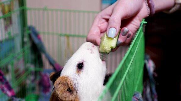 豚鼠正在吃一片黄瓜