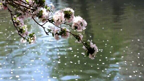 海棠花在北京盛开非常美丽