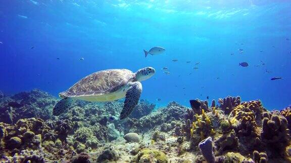 在海底的水下海龟