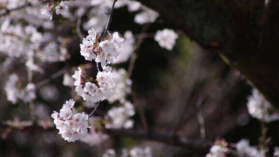 东京春日樱花盛开的慢镜头