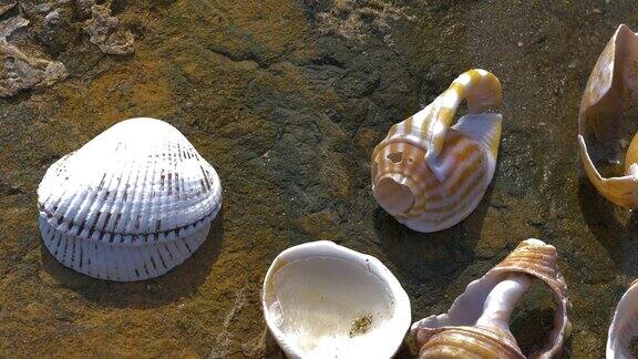 海边潮湿地面上的贝壳