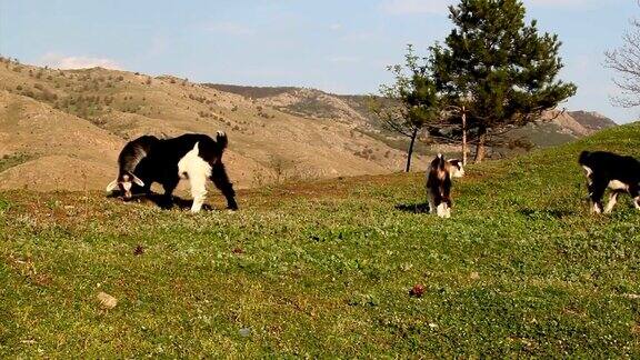 在田野里吃草的小羊