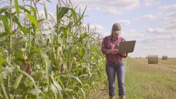 一名女农民在玉米地里用笔记本电脑工作