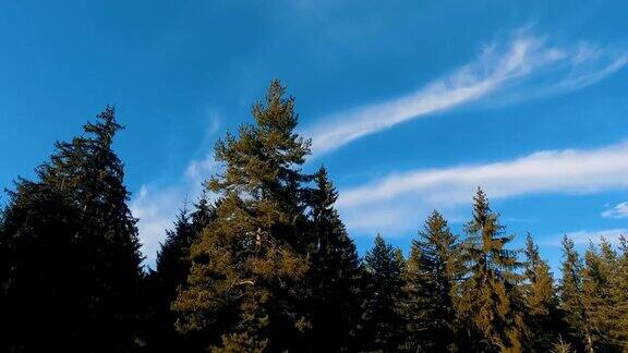 无人机鸟瞰森林松树的顶部