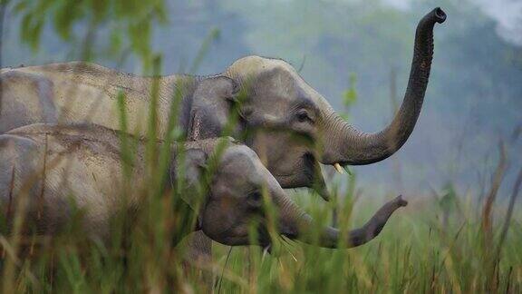 在卡兹兰加国家公园一群大象一边进食一边用泥巴洗澡