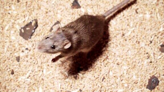大型受感染老鼠用后腿站立在谷物上