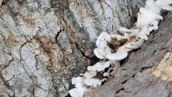 原木上的野生蘑菇裂褶菌