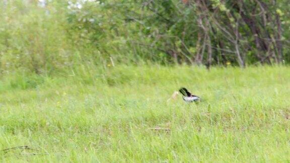 喜鹊在绿色的草地上移动