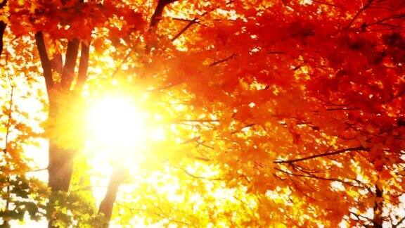 树与太阳在秋天