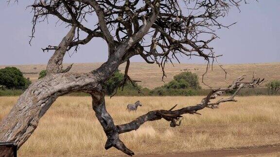 非洲大草原上的一棵枯树上孤独的斑马
