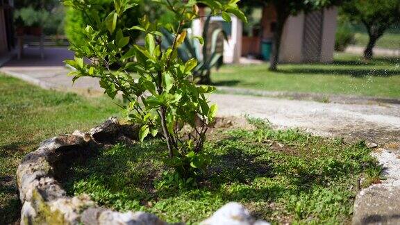在花园里有人在给一棵年轻的玉兰花浇水阳光下的小树慢慢地生长在房子附近园丁关爱自然园林工具