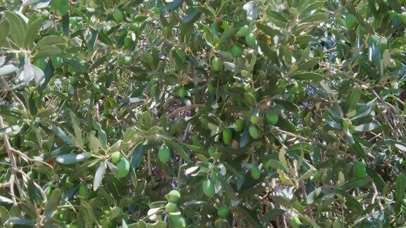 绿橄榄的橄榄枝