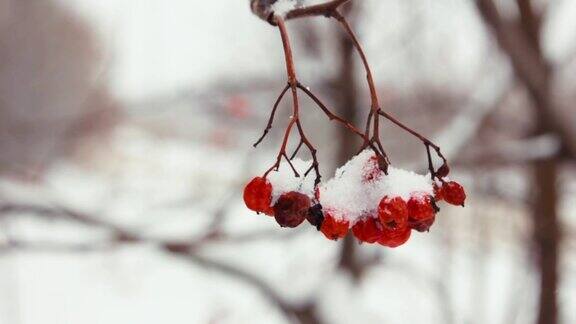 冬天的红山灰雪罗文刷雪花落在红色的浆果上
