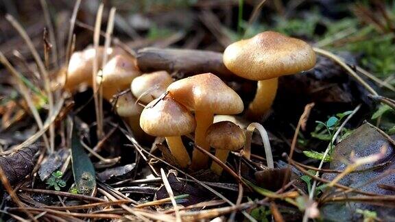 森林地上的小蘑菇