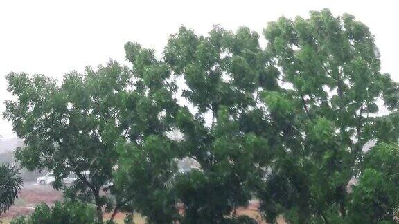 大雨和强风吹树