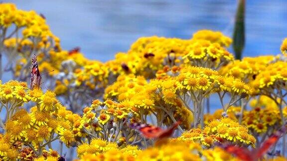 大自然中黄花上的蝴蝶叫凡妮莎·卡杜