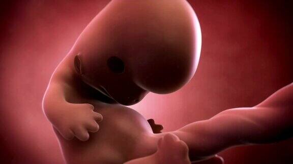 胎儿动画-8周