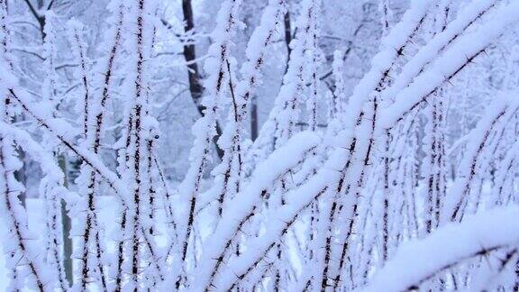 灌木丛上的霜