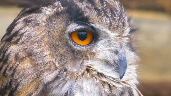 猫头鹰用橙色的大眼睛四处张望