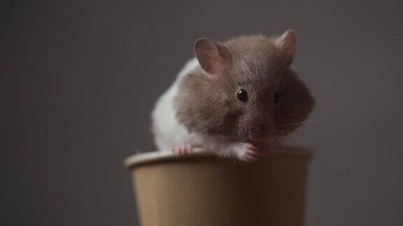 甜美的叙利亚仓鼠在咖啡杯舔手和清洁向下看棕色背景在工作室
