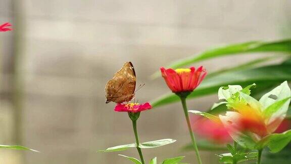 一只棕色的蝴蝶栖息在一朵粉红色的百日菊上吮吸着百日菊的花蜜