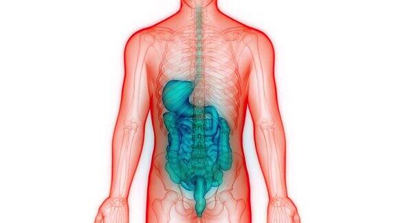 人体消化系统解剖动画概念