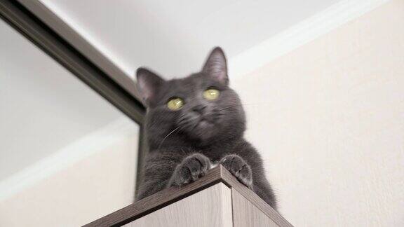 漂亮的灰猫坐在壁橱里饶有兴趣地观察着什么东西的移动