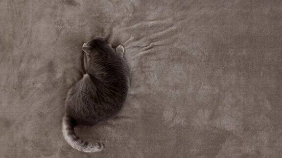 淘气的猫在床上玩挪威森林猫