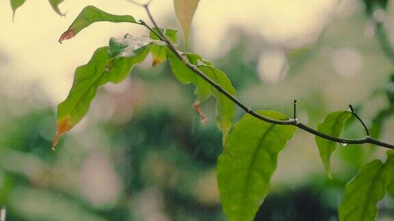 雨滴落在树叶上特写