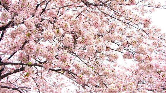 日本东京目黑河边盛开的樱花