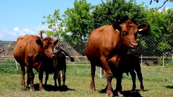 两头棕色的安格斯母牛正在喂它们的小牛
