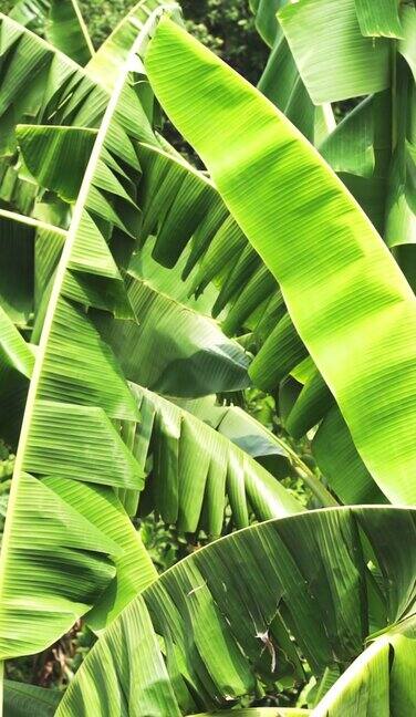 绿色香蕉叶子环境植物学