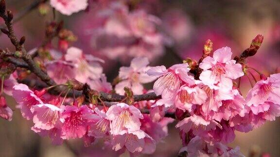 日本樱花盛开蜜蜂在花丛中飞来飞去