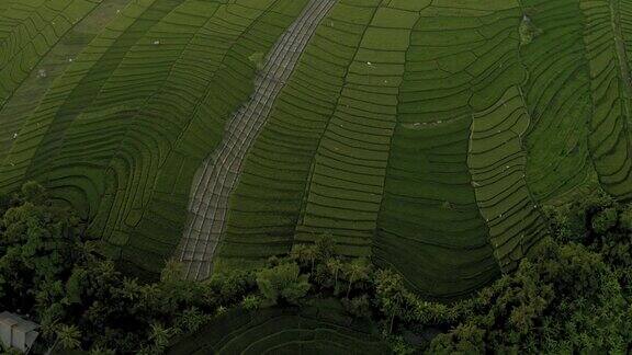 巴厘岛绿色稻田全高清无人机飞行