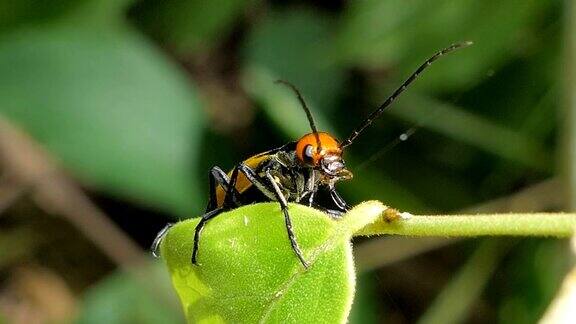 热带雨林叶子上的水泡甲虫