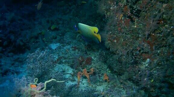 蓝脸神仙鱼-黄鳍鲳在珊瑚礁墙下游泳印度洋马尔代夫