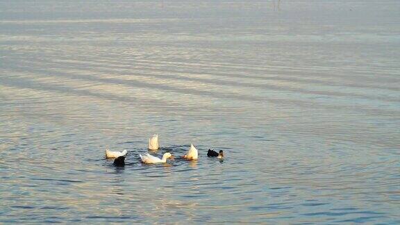 五颜六色的鸭子在湖里游泳