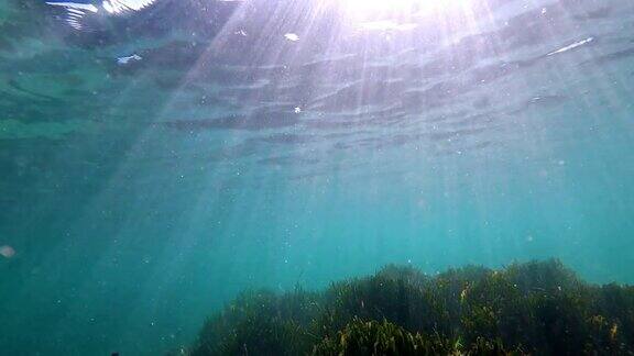 慢动作的海底或海底充满了藻类和蓝色的深水