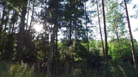 森林和树木透过4K车窗