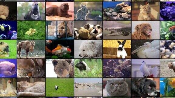 不同的动物拼贴在电视屏幕上