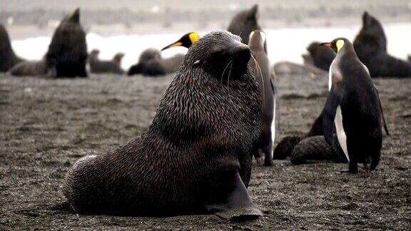 南极捕鲸湾的海豹