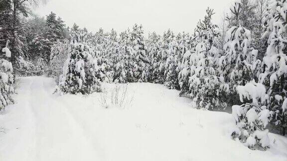 新年的冬季森林惊人地覆盖着雪鸟瞰图