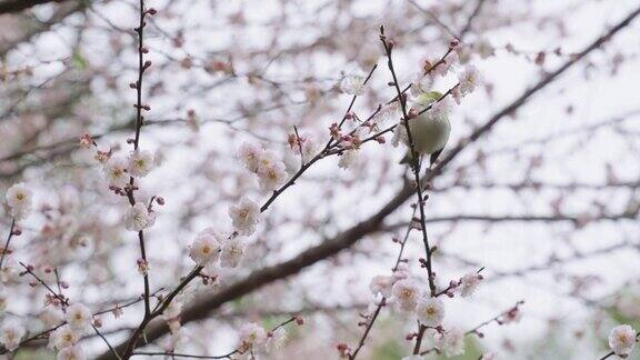 梅花林里的鸟