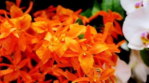 明亮的橙色花在宏观