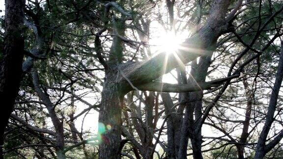 明亮的阳光穿过森林