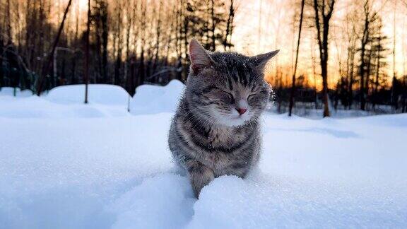 雪地里的猫灰色条纹猫在冬天的雪堆中行走日落的背景