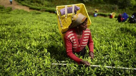在NuwaraEliya一名妇女正在采茶