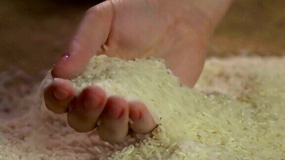 女士的手享受着触摸收集的大米有机产品农业